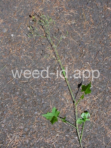 lettuce, wall